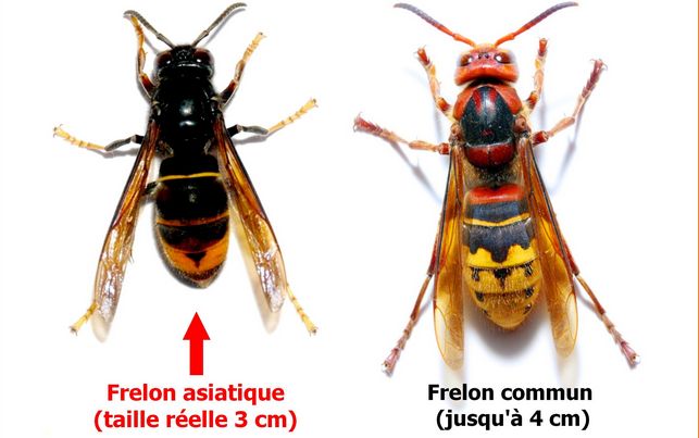 Frelon asiatique et frelon commun